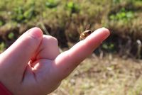 Biene auf Finger